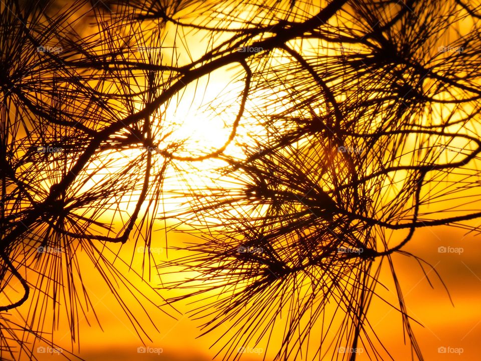 Beautiful tree with sunset 