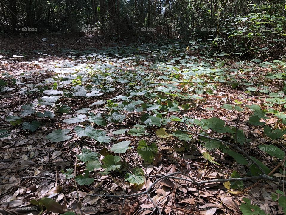 Forest floor covered in plants
