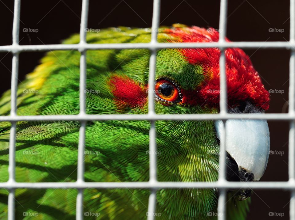 Close up portrait of kakariki parakeet