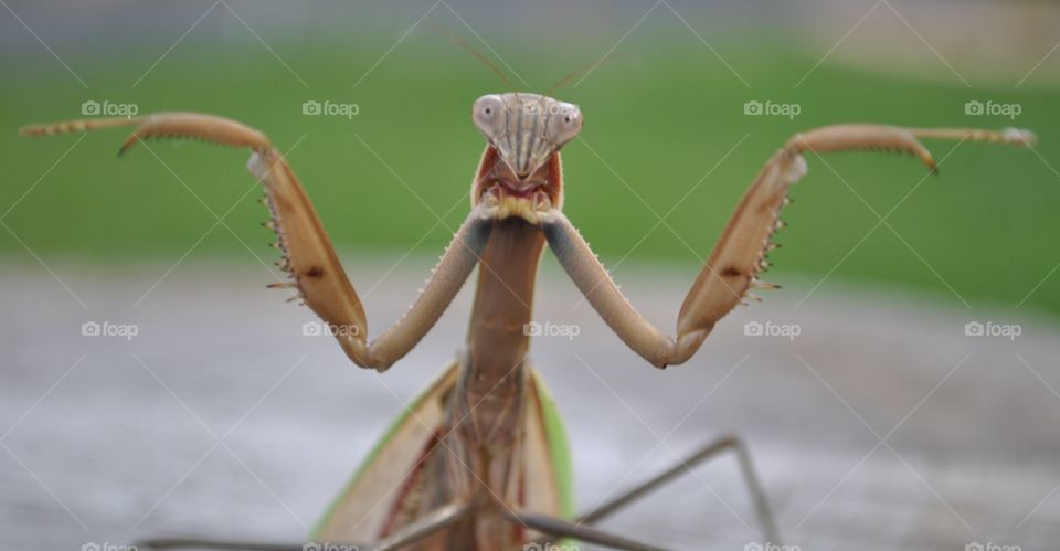 Wildlife: Praying mantis