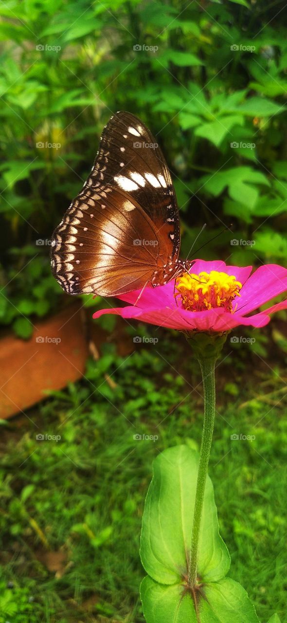 A beautiful butterfly perched on a blooming flower captivates the viewer