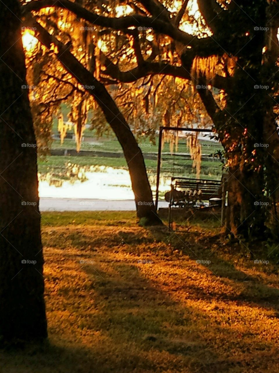 lakelife. sunsetting through trees