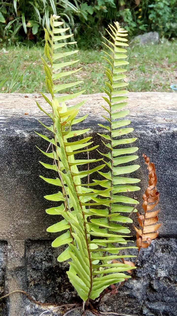 Fern on stone