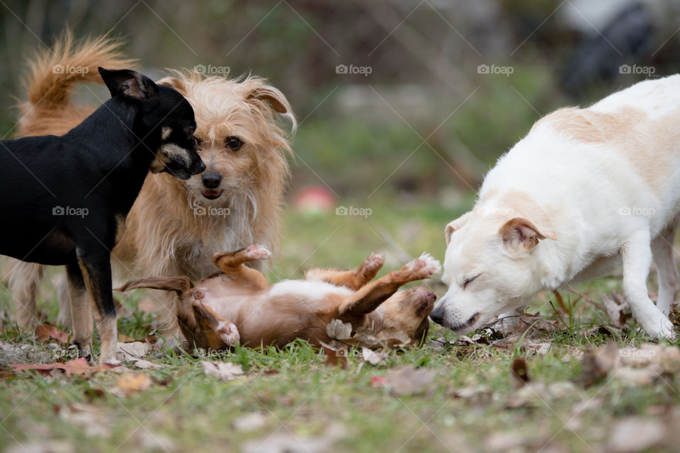 Long Haired Terrier and Chihuahuas playing