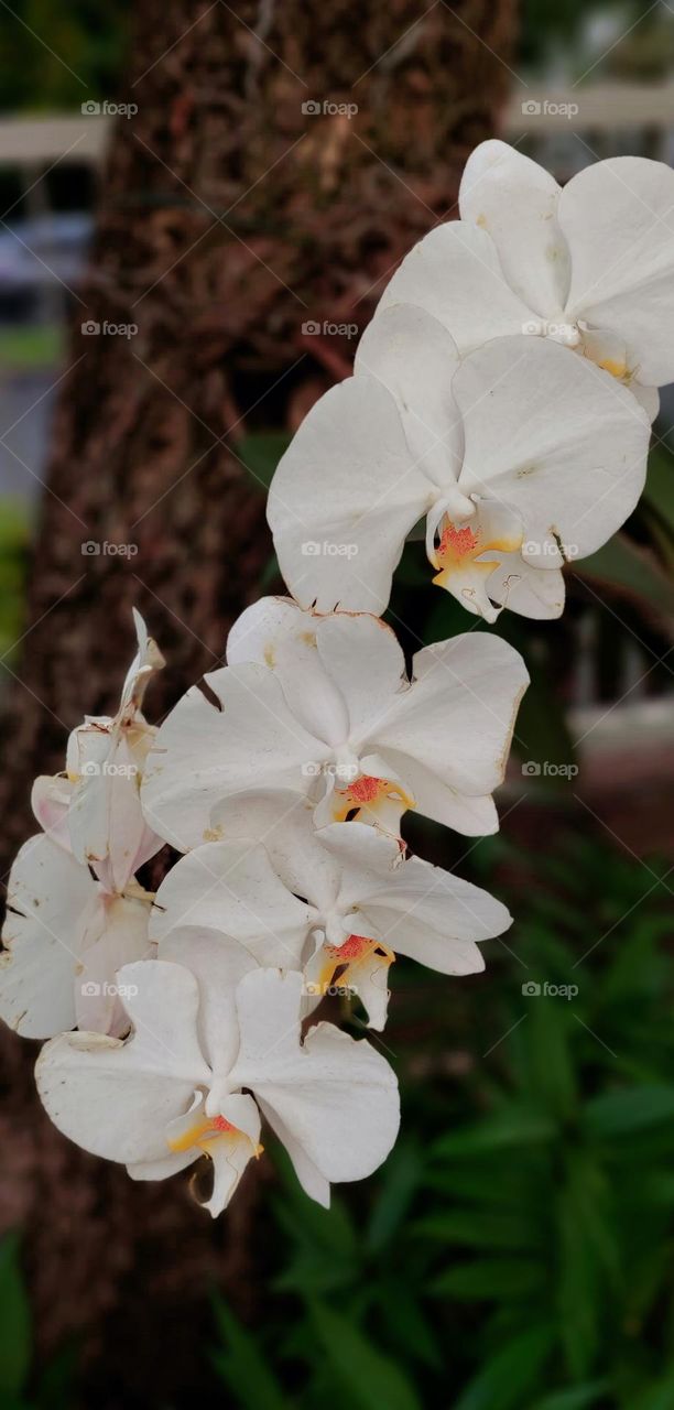 The Moon Orchid or Puspa Pesona is one of Indonesia's national flowers. First discovered by a Dutch botanist, Dr. C.L. Blume. This orchid plant is widespread from Malaysia, Indonesia, the Philippines, Papua, to Australia