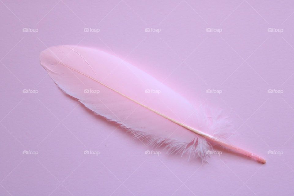 Pink feather