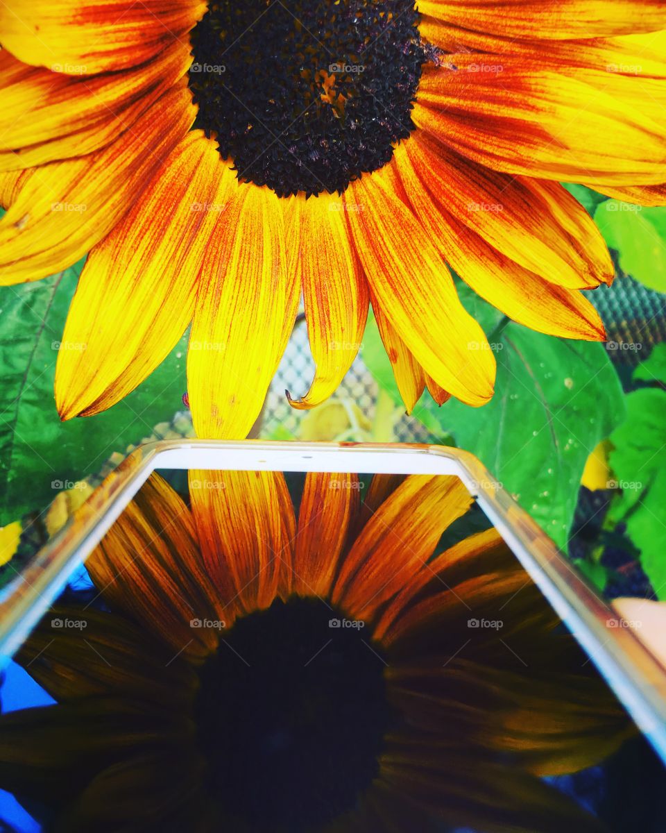 Sunflower 