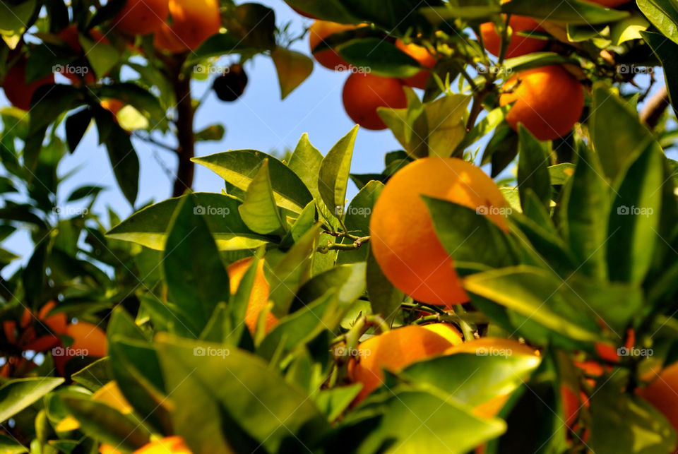 Orange trees and blue sky