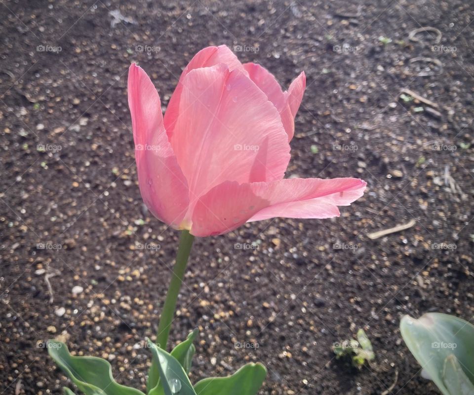 Pink tulip