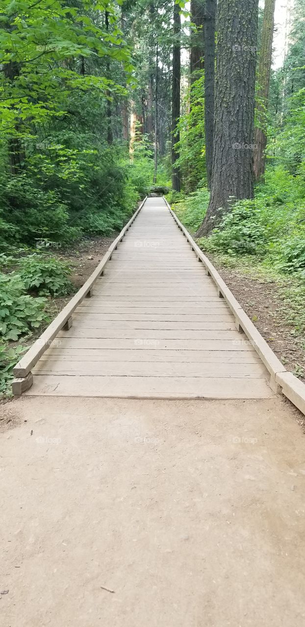 a small bridge on one of the trails at the Calaveras county big trees in California.