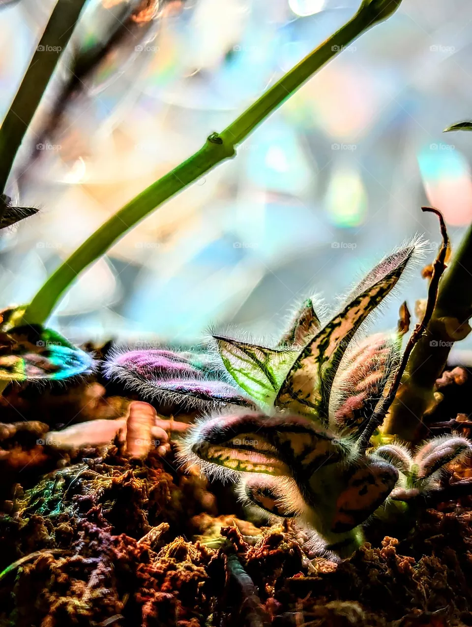 Plant with rainbow lighting