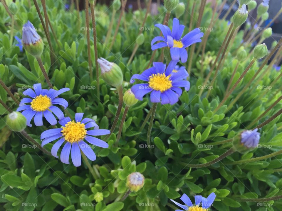 Beautiful blue flowers