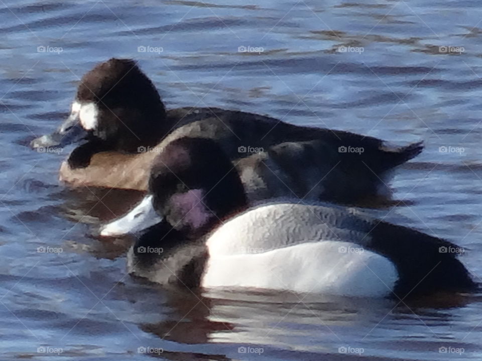 Water, No Person, Swimming, Duck, Bird