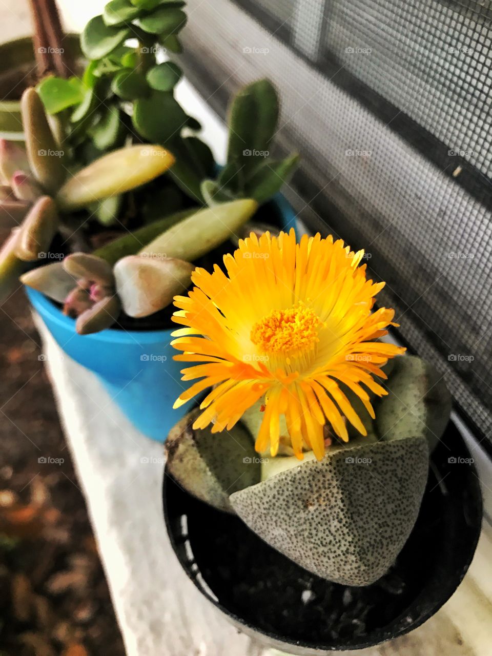 Beginning of a window garden 