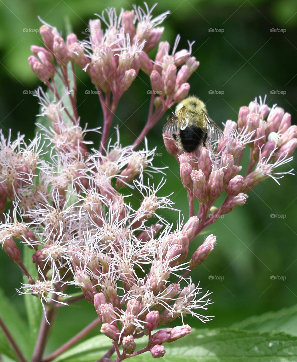 Bee collecting pollen on a milk weed flower