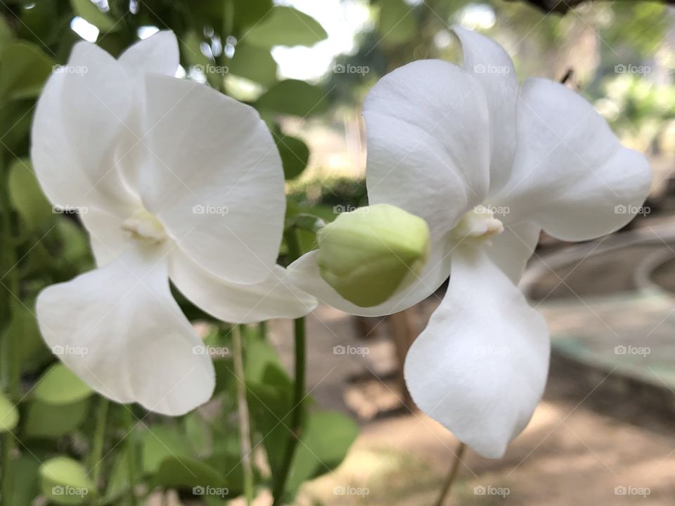 The white color stories,Pukae Botanical Garden.