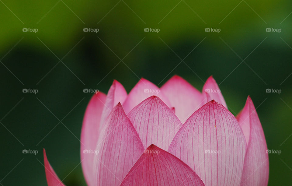 lotus
