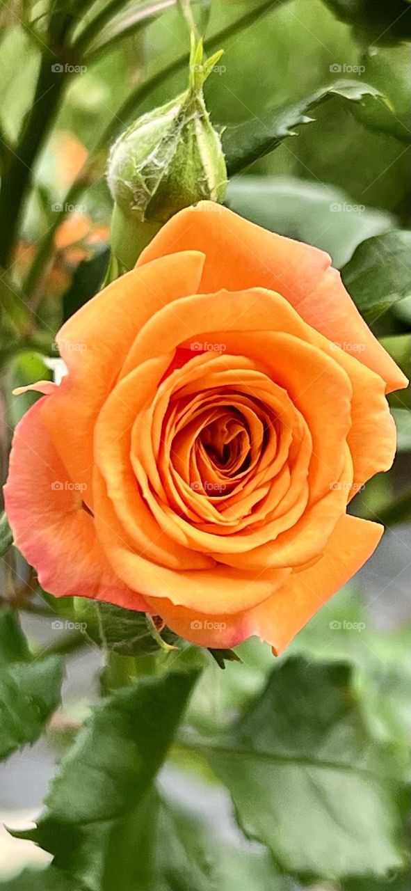 Incredibly beautiful orange rose
