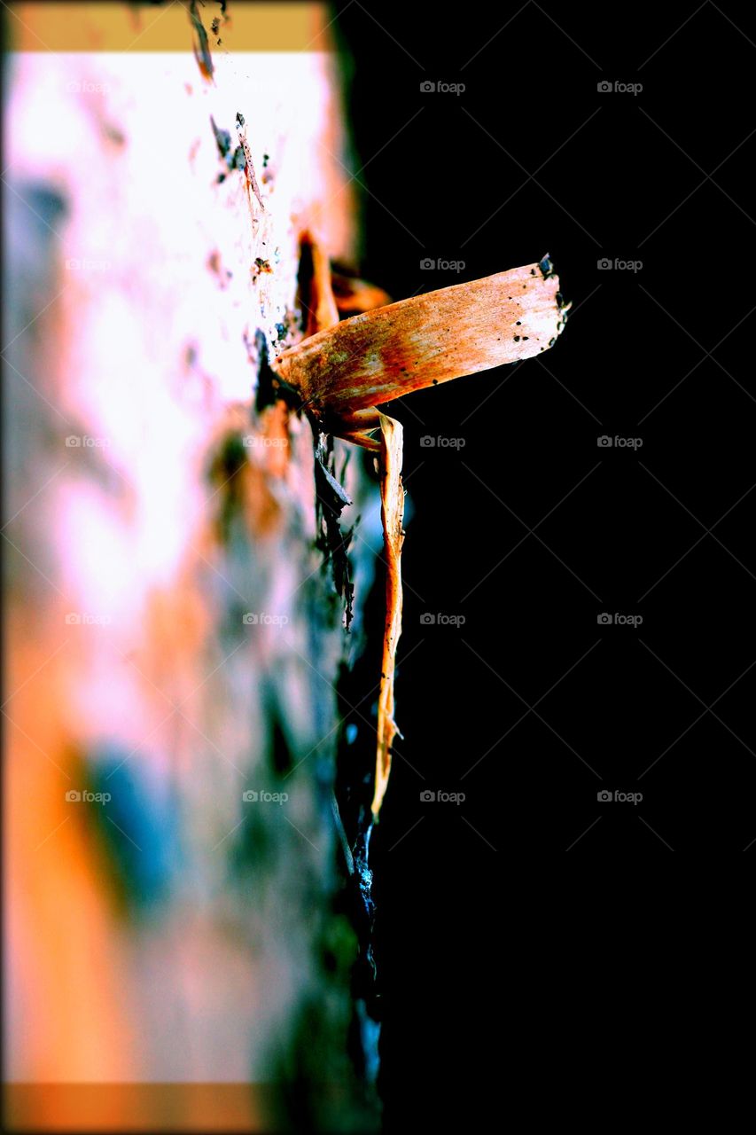 Wood surface close up background nature therapy summer feeling naturalism macro microcosmos piece of living woods tree body surface macro wildlife beautiful life summertime