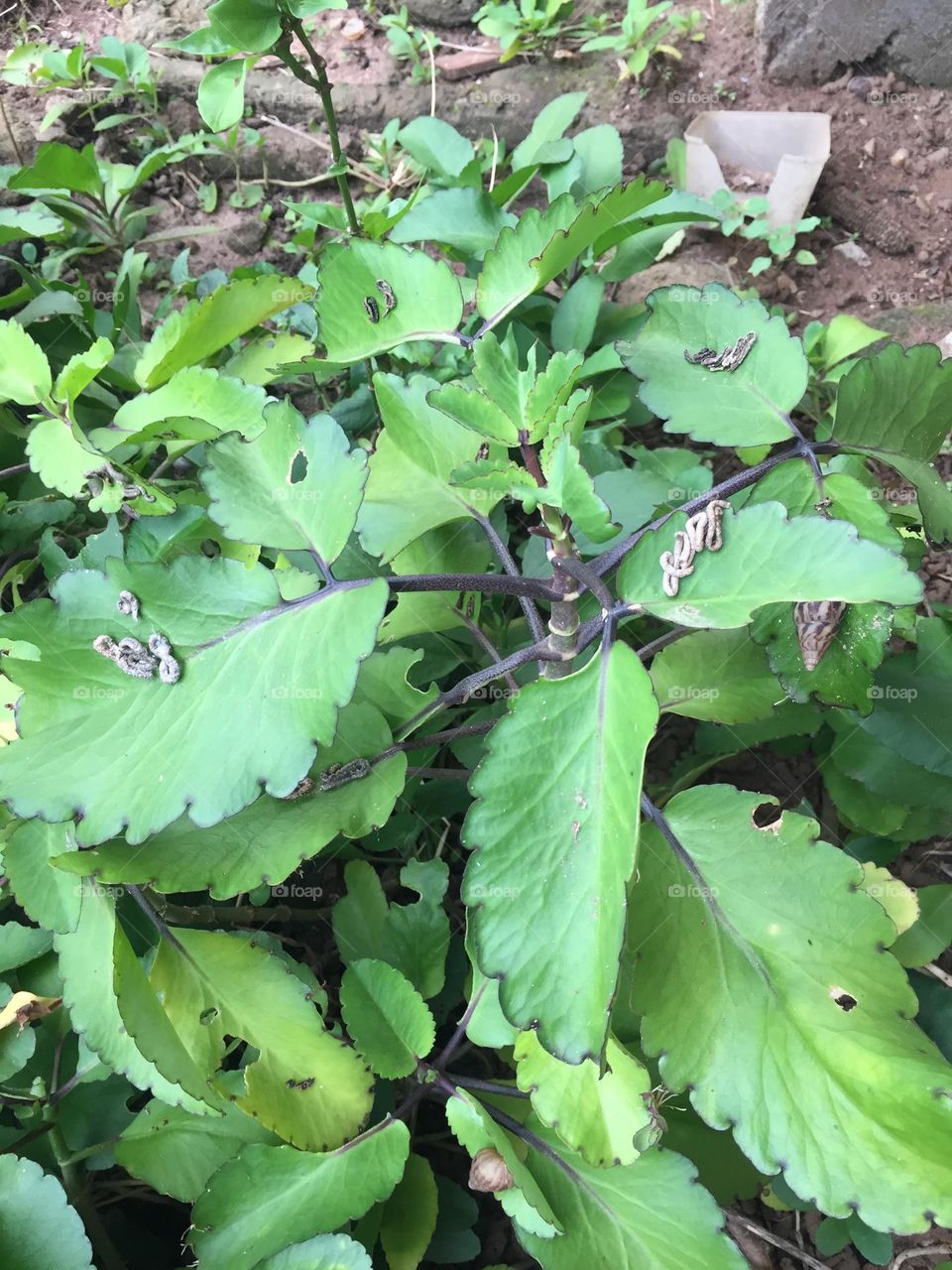 Hypertension Cure leaf