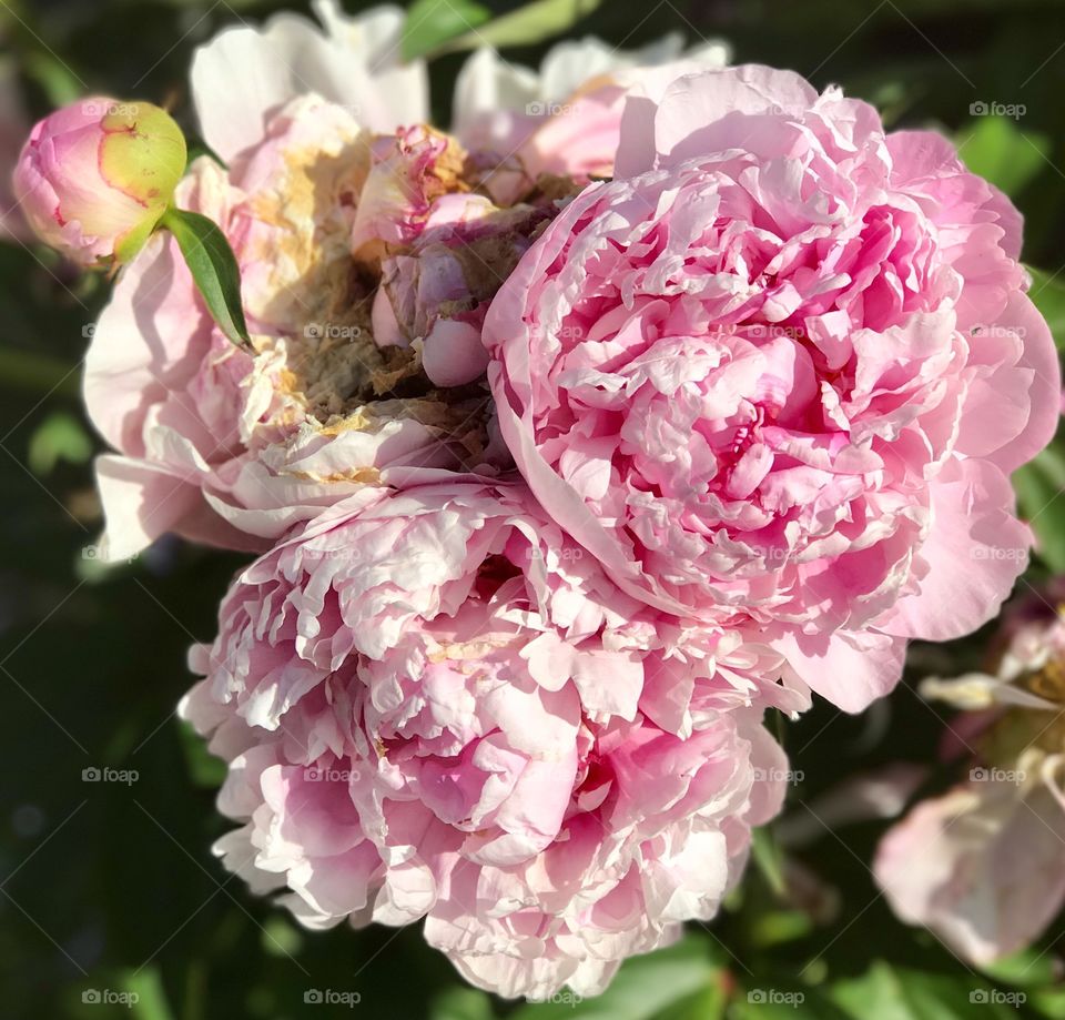 Pink peonies 