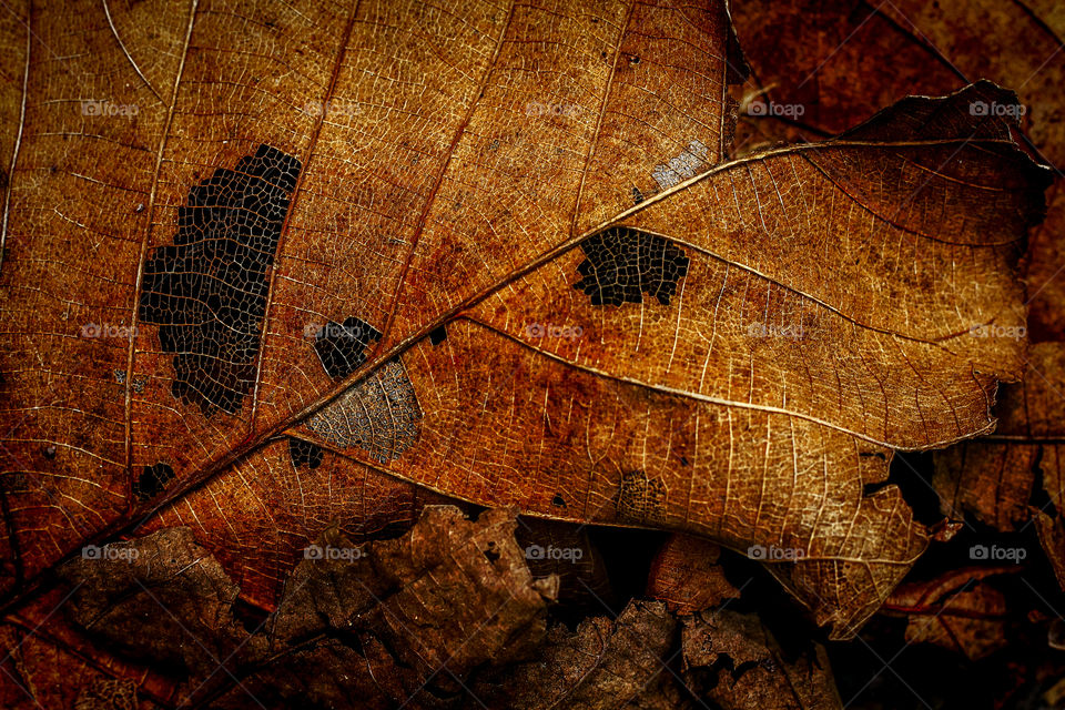 Full frame of an old leaf