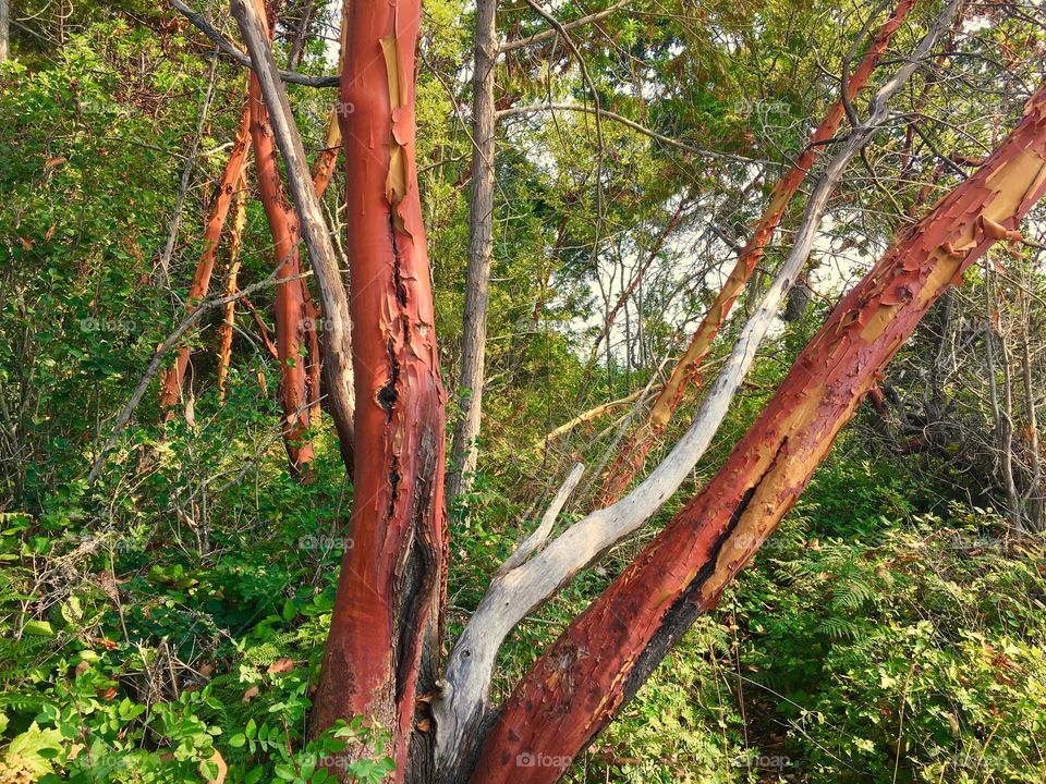 Madrona Trees 