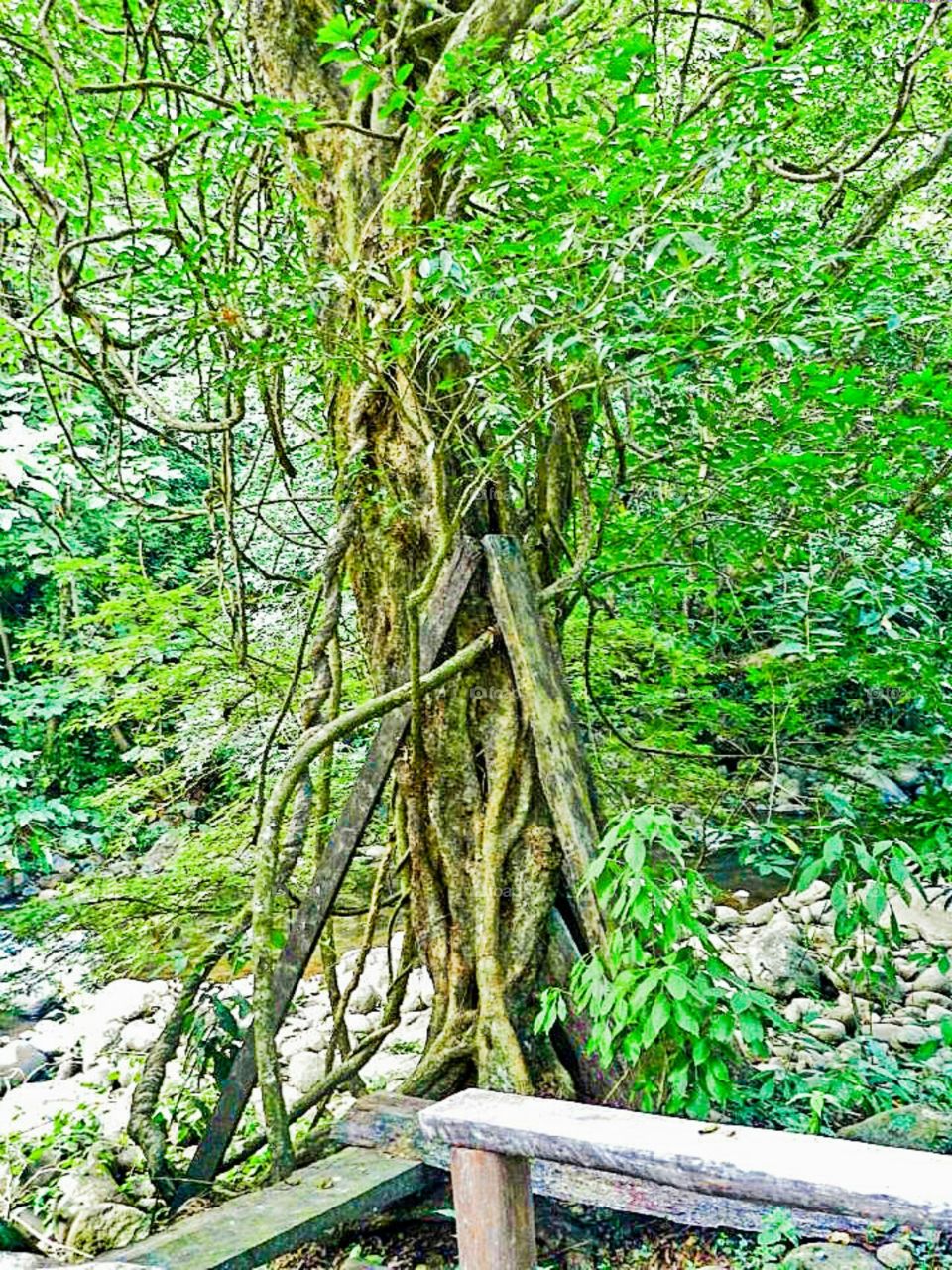 Costa Rica Jungles