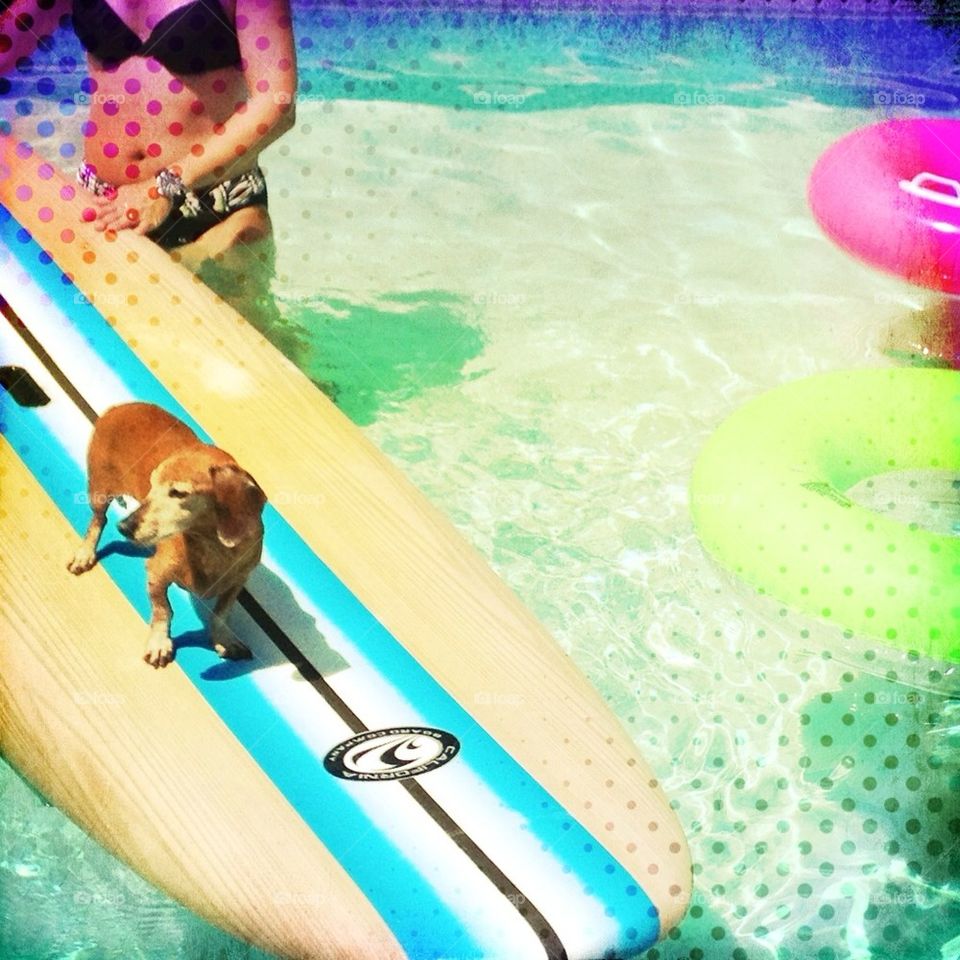 Dog on a Board