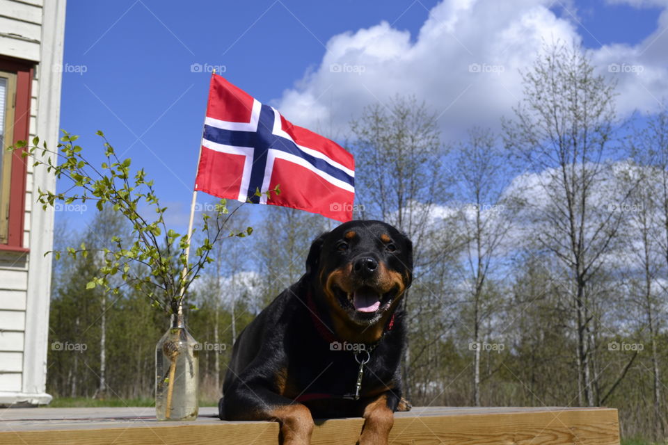 Norwegian Flag