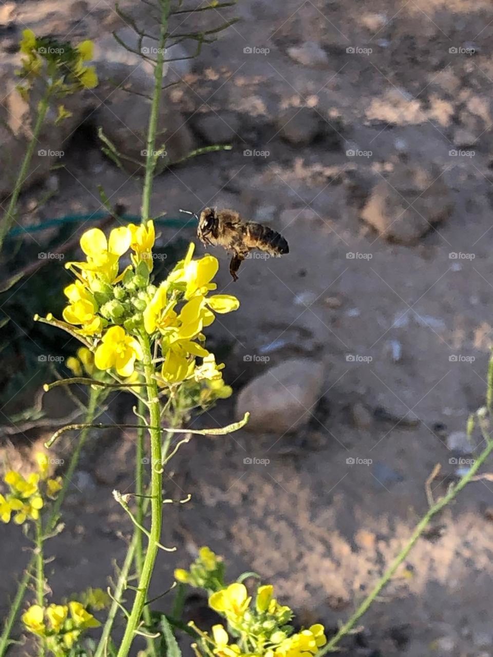 beautiful bee on yellow flower