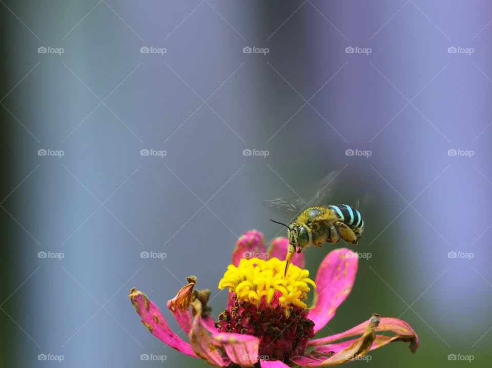 Keep Fly When Suck The Nectar
Bee..