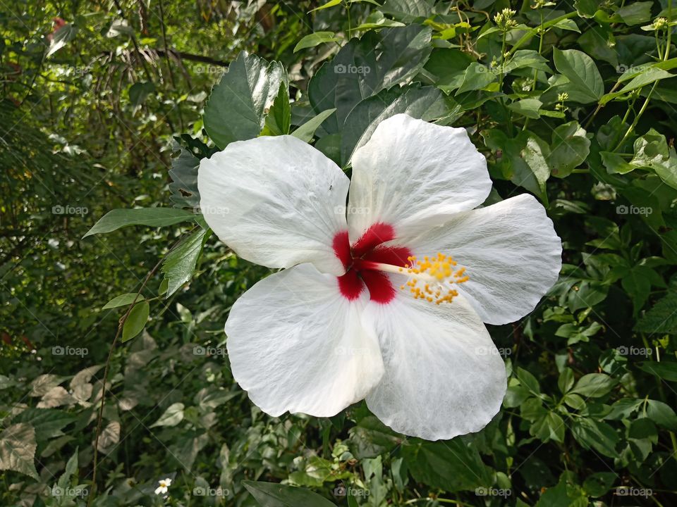 white red hibiscus