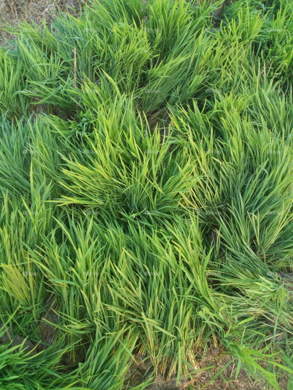 grass