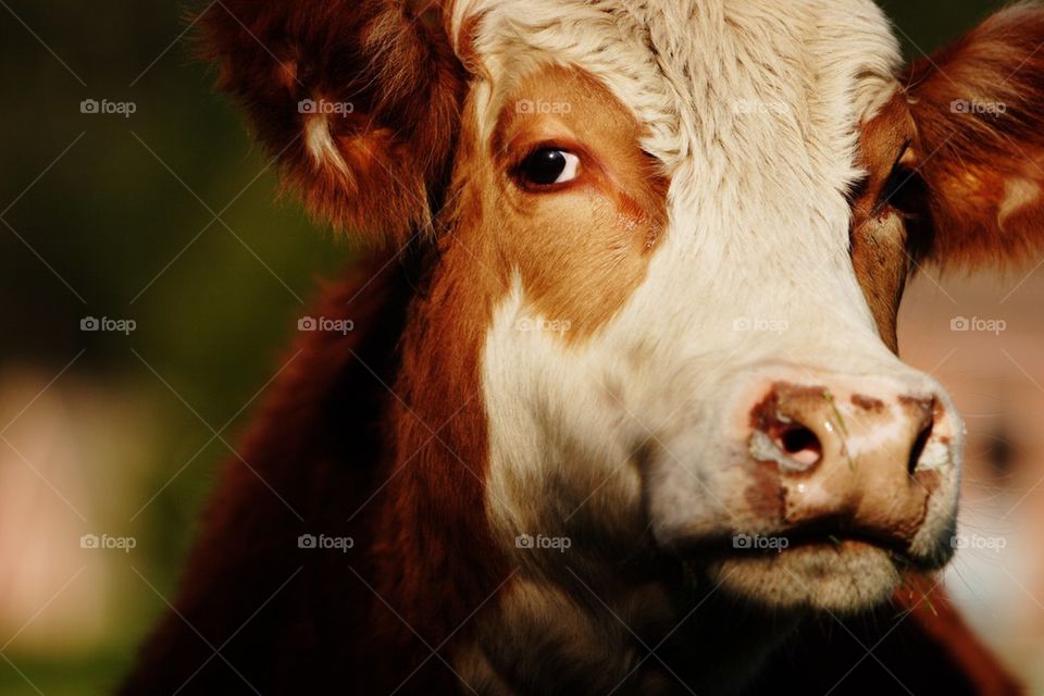 Cow