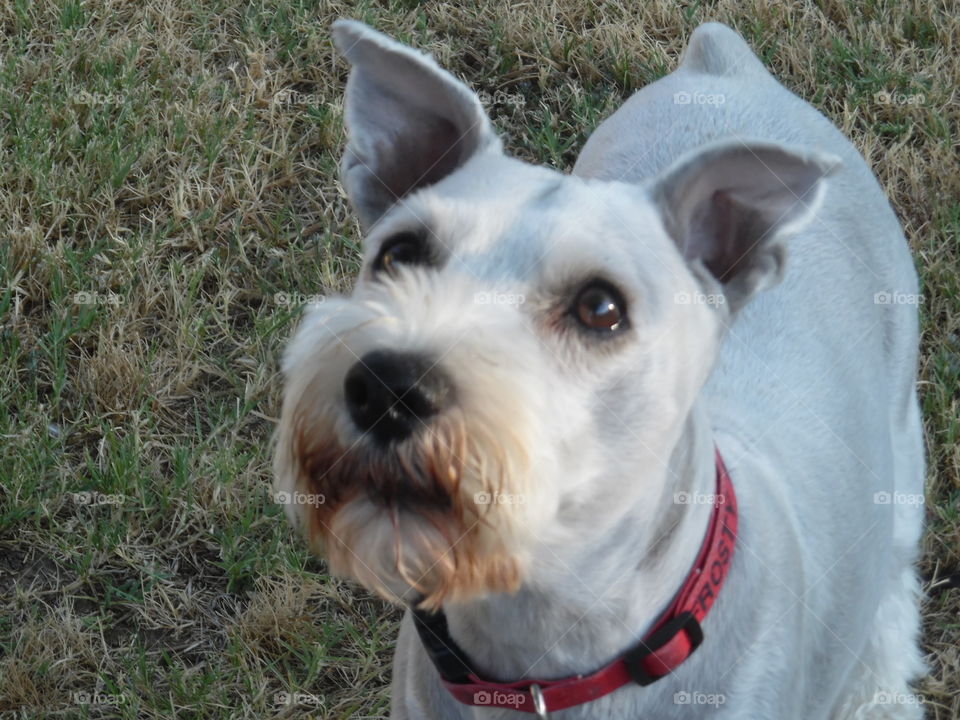frosty sue. This is another picture of my dog 🐶. 👣 🚶 🏃 🔥 💨