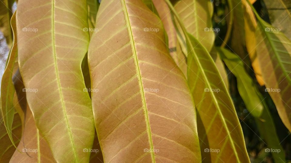 mango leaf