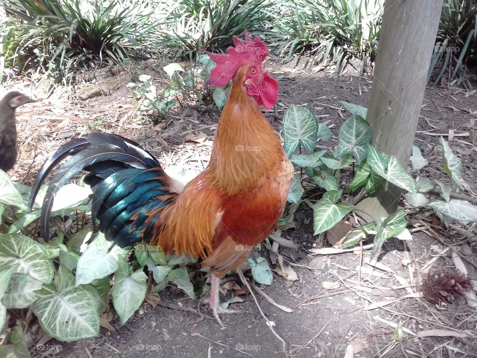 Rooster crowing (perfect timing)