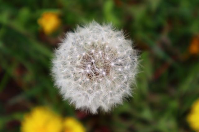 Blumen