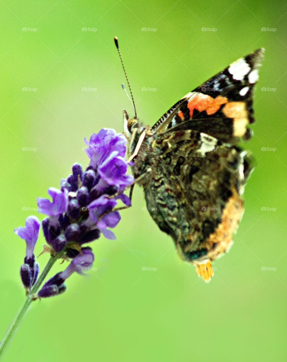 When a butterfly meets a lavender