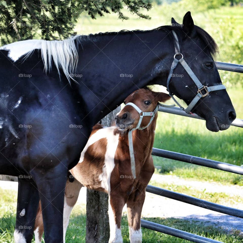 mare and foal