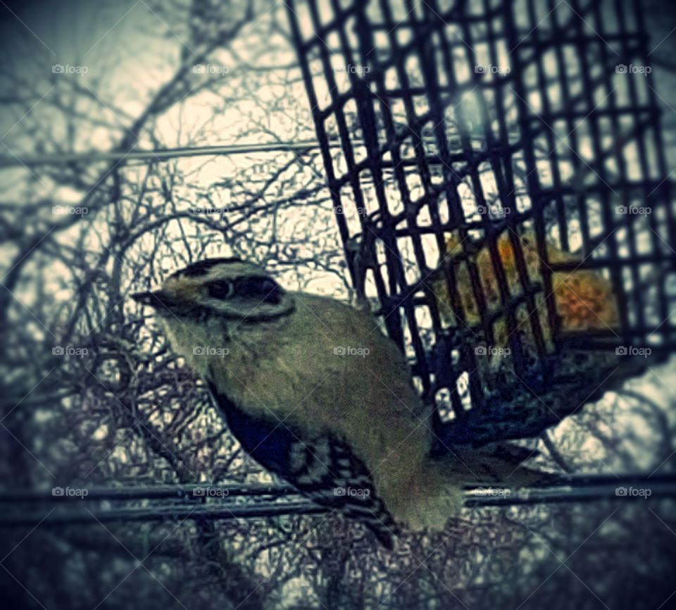 Bird enjoying my backyard