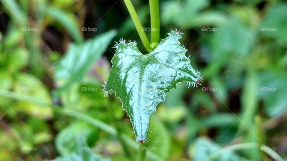 Different shape​ of leaf 🌿