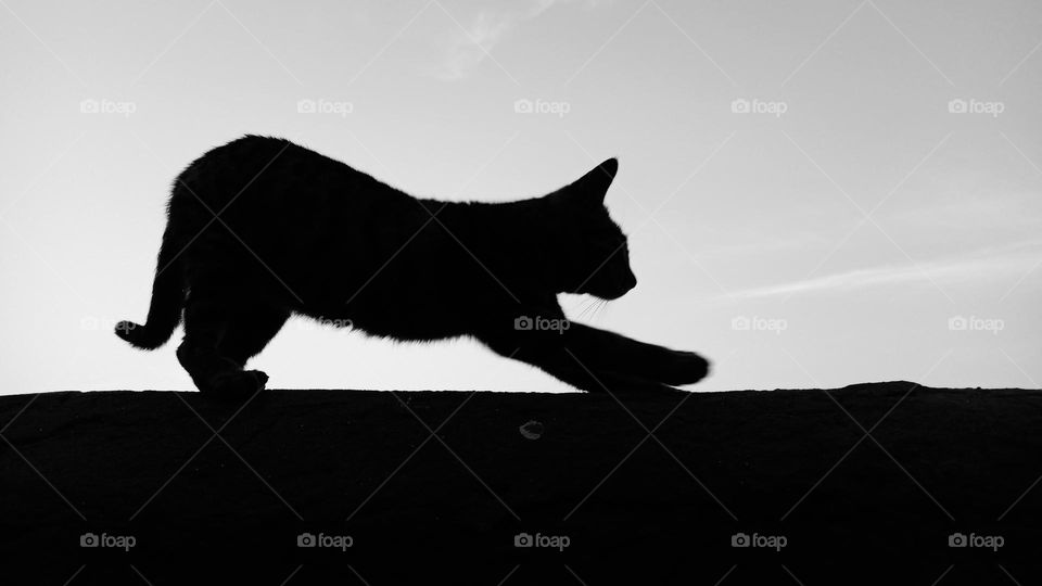 cat stretching out black and white.