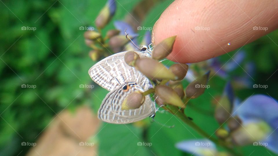 A pair of little butterflies perched on the fingertips