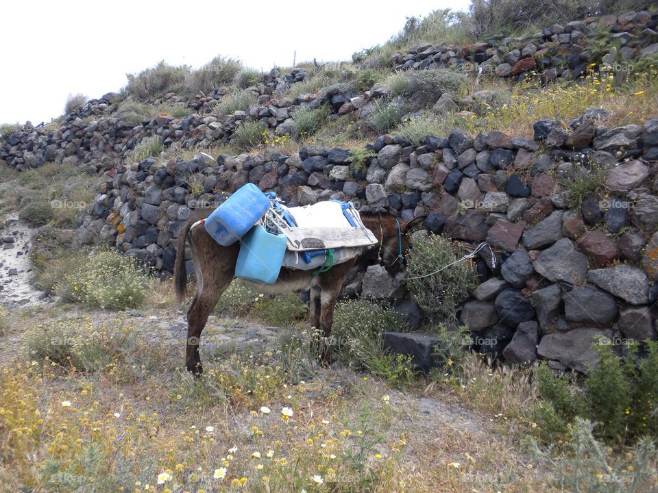 Donkey in Greece 