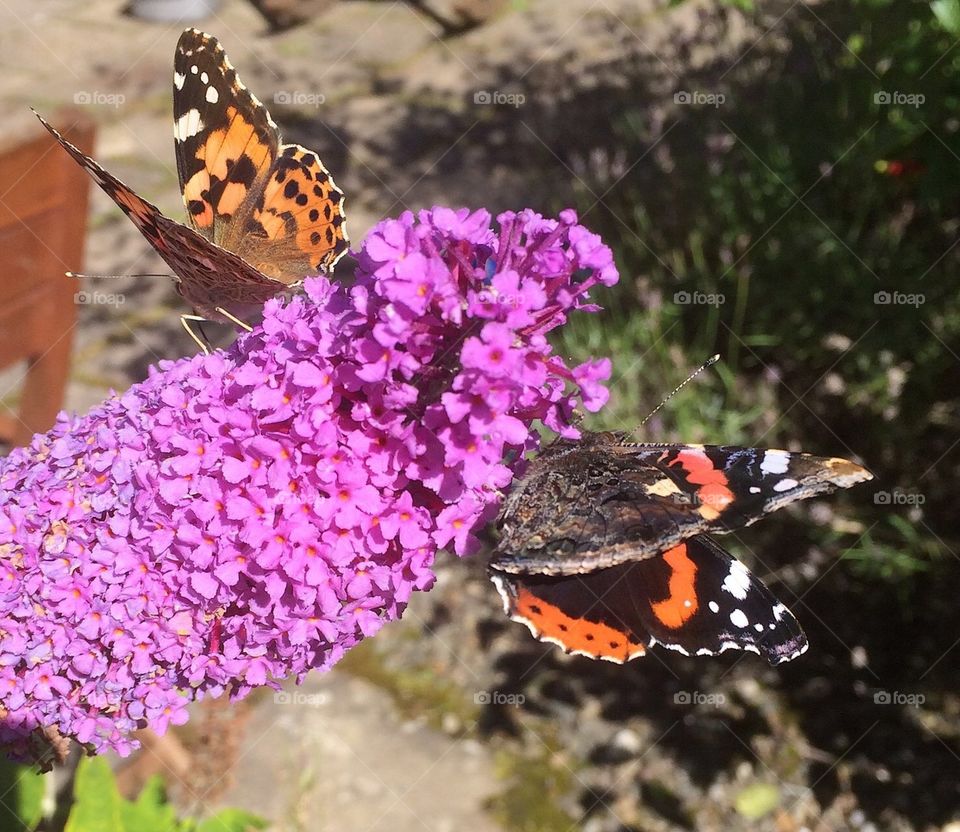 Two butterflies enjoying the afternoon sun on this purple buddleia bush in the garden. 