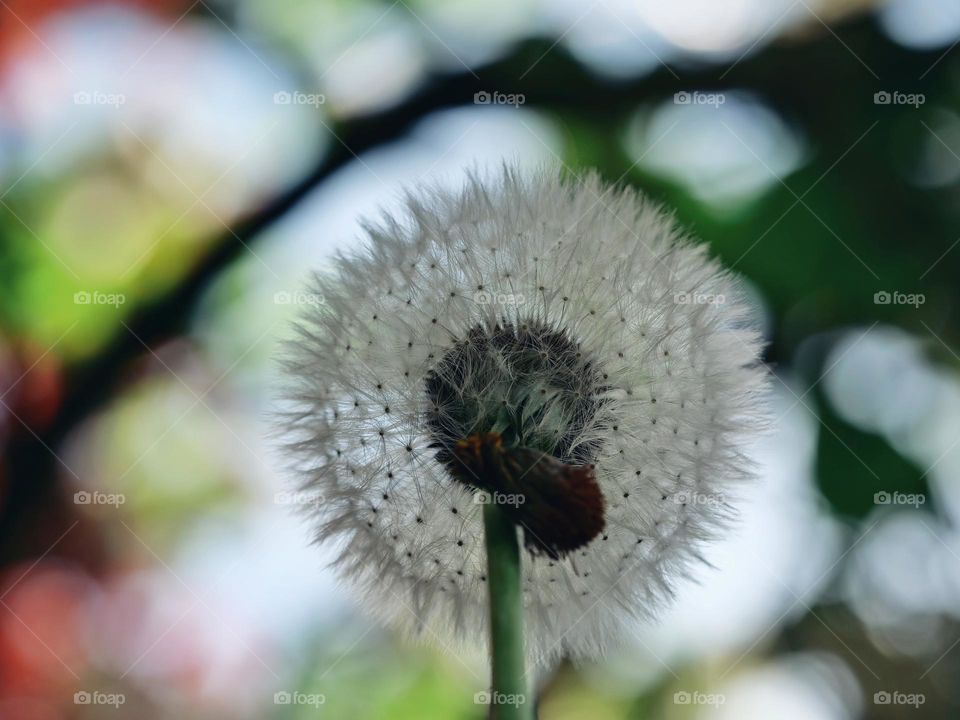 Dandelion head