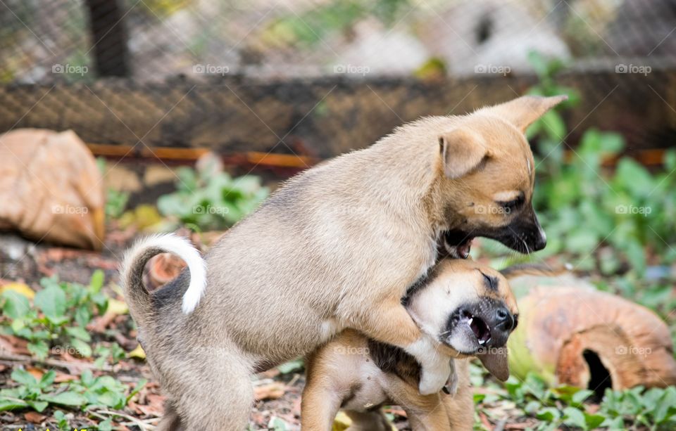 wrestling puppies