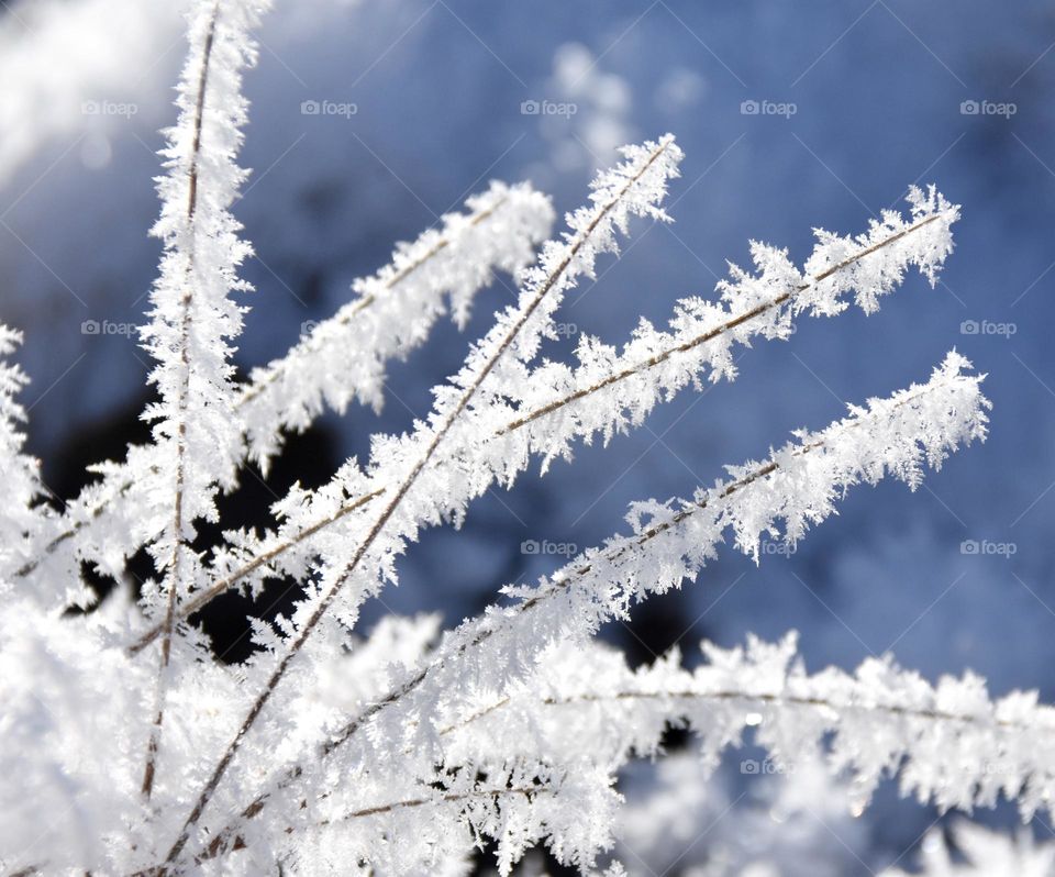 Frost on tall grass against a blue sky